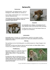 Berberaffe-Steckbrief.pdf